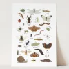 Kid of the Village A4 Minibeast Print